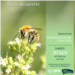 20260530_pollinizzzateurs_sauvages_web