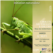 20260912_PIB_orthoptères_terrain_web.png